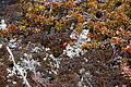 Bernhard Saalfeld - DSC08708.JPG