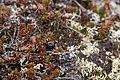 Bernhard Saalfeld - DSC08709.JPG