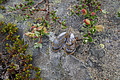 Bernhard Saalfeld - DSC08740.JPG