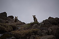 Bernhard Saalfeld - DSC08767.JPG