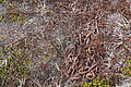 Bernhard Saalfeld - DSC08898.JPG