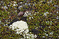 Bernhard Saalfeld - DSC09086.JPG