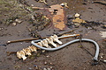 Bernhard Saalfeld - DSC09134.JPG