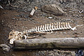 Bernhard Saalfeld - DSC09138.JPG