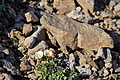 Bernhard Saalfeld - DSC09191.JPG