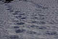 Bernhard Saalfeld - DSC09195.JPG