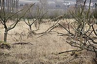 Bernhard Saalfeld - B2.jpg