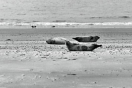 L1000769_t.JPG