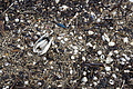 Bernhard Saalfeld - DSC02700.JPG