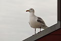 Bernhard Saalfeld - DSC02817.JPG