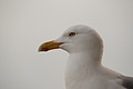 Bernhard Saalfeld - DSC02819.JPG