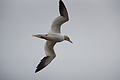 Bernhard Saalfeld - DSC02903.JPG