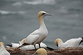 Bernhard Saalfeld - DSC02918.JPG