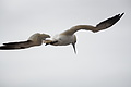 Bernhard Saalfeld - DSC02921.JPG