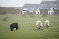 Bernhard Saalfeld - DSC02938.JPG