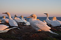 Bernhard Saalfeld - DSC03093.JPG