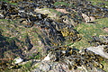 Bernhard Saalfeld - DSC03138.JPG