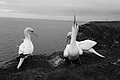 Bernhard Saalfeld - L1000728.JPG