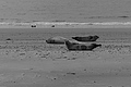 Bernhard Saalfeld - L1000769.JPG