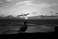 Bernhard Saalfeld - L1000865.JPG