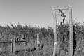Bernhard Saalfeld - L1004029.JPG
