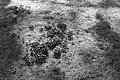 Bernhard Saalfeld - L1004034.JPG