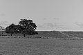 Bernhard Saalfeld - L1004037.JPG