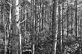 Bernhard Saalfeld - L1004049.JPG