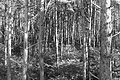 Bernhard Saalfeld - L1004050.JPG