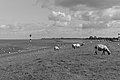 Bernhard Saalfeld - L1004112.JPG