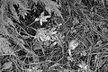 Bernhard Saalfeld - L1004329.JPG