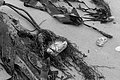 Bernhard Saalfeld - L1004394.JPG