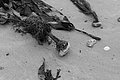 Bernhard Saalfeld - L1004395.JPG