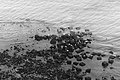 Bernhard Saalfeld - L1004531.JPG