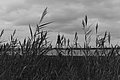 Bernhard Saalfeld - L1004702.JPG