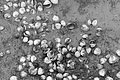 Bernhard Saalfeld - L1004733.JPG