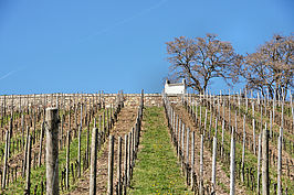 Bernhard Saalfeld - C1.jpg