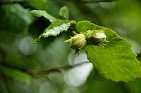 DSC06899_t.JPG