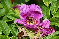 Bernhard Saalfeld - DSC06955.JPG