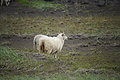 Bernhard Saalfeld - DSC01437.JPG