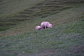 Bernhard Saalfeld - DSC01712.JPG