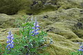 Bernhard Saalfeld - DSC01867.JPG
