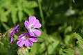Bernhard Saalfeld - DSC01924.JPG