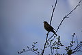 Bernhard Saalfeld - DSC01930.JPG