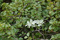 Bernhard Saalfeld - DSC01953.JPG