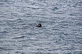 Bernhard Saalfeld - DSC02188.JPG
