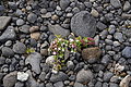 Bernhard Saalfeld - DSC02332.JPG