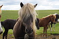 Bernhard Saalfeld - DSC02375.JPG