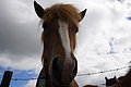 Bernhard Saalfeld - DSC02376.JPG