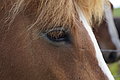 Bernhard Saalfeld - DSC02380.JPG